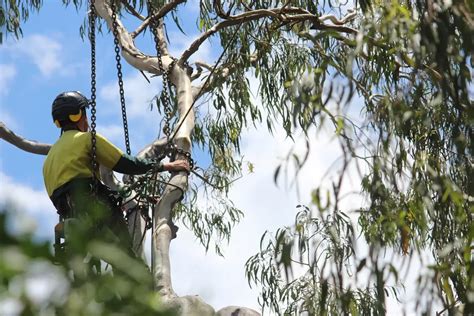 tree trimming toowoomba|Tree Lopping Toowoomba (Qualified Arborists) .